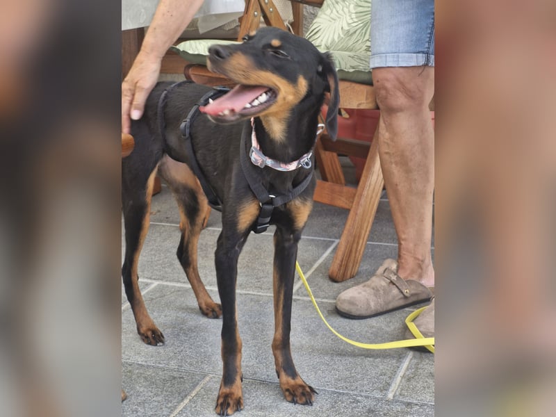 Eleni, Deutscher Pinscher, jung, aktiv, sucht aktive Menschen