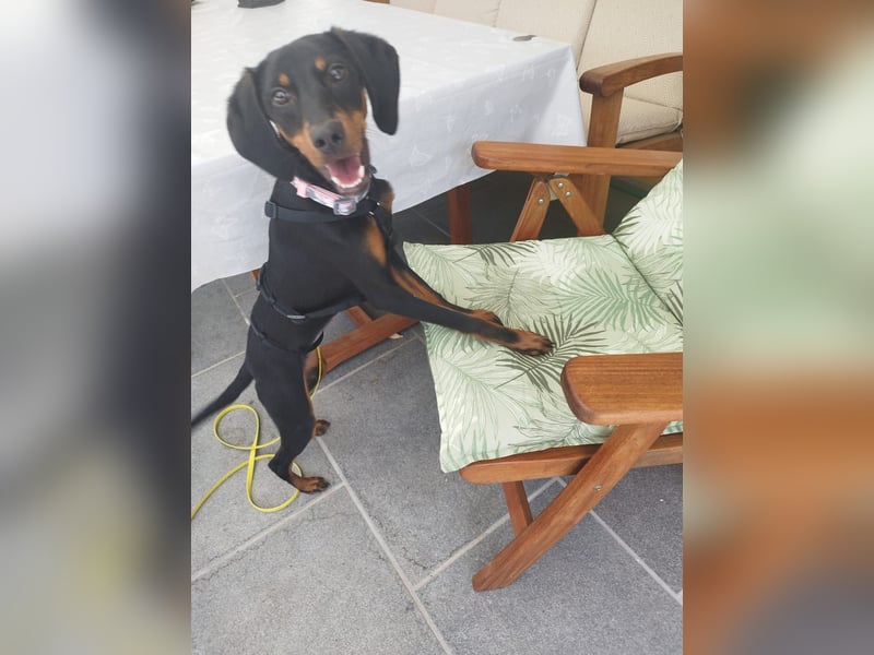 Eleni, Deutscher Pinscher, jung, aktiv, sucht aktive Menschen