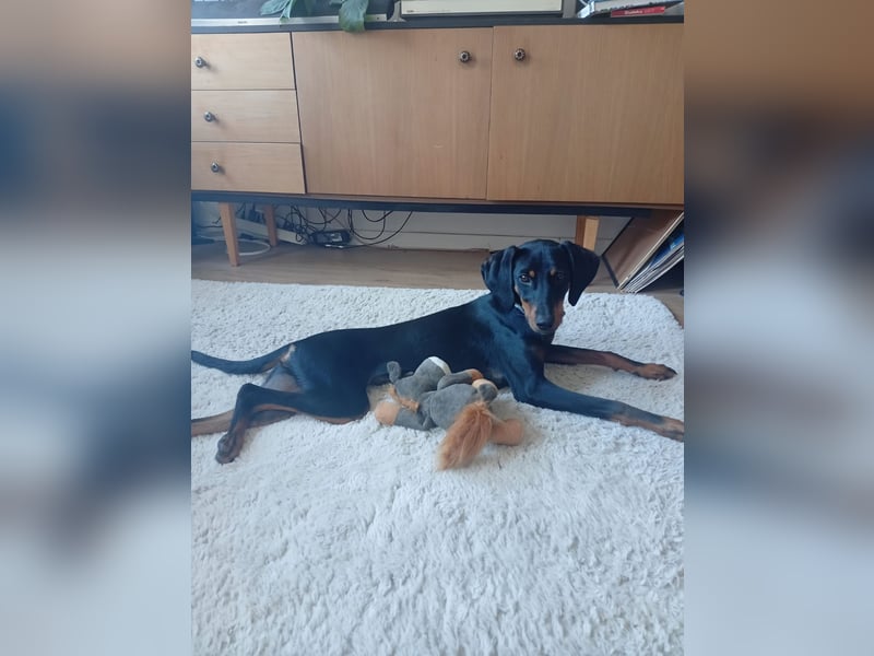 Eleni, Deutscher Pinscher, jung, aktiv, sucht aktive Menschen