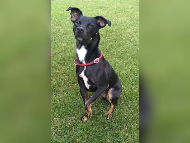 Oskar sucht aktives Zuhause