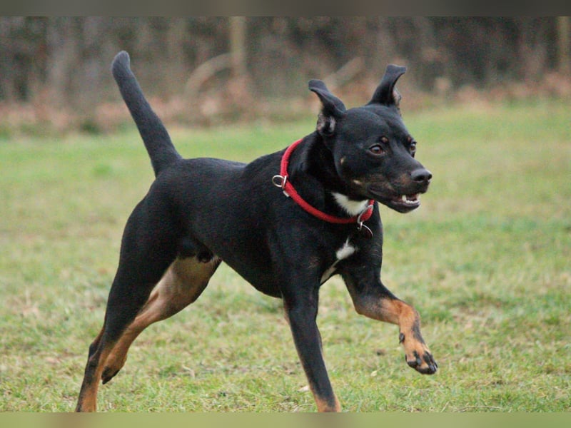 Oskar sucht aktives Zuhause
