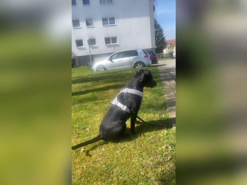 Schweren Herzens in liebevolle Hände abzugeben