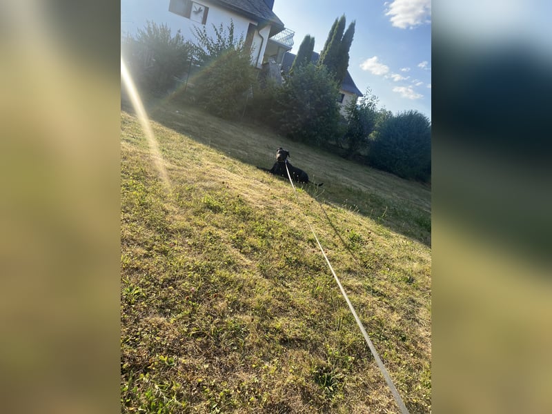 Schweren Herzens in liebevolle Hände abzugeben