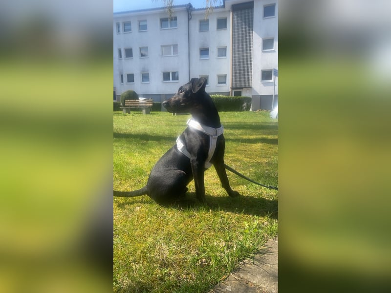 Schweren Herzens in liebevolle Hände abzugeben
