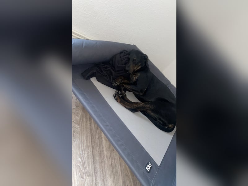 Schweren Herzens in liebevolle Hände abzugeben