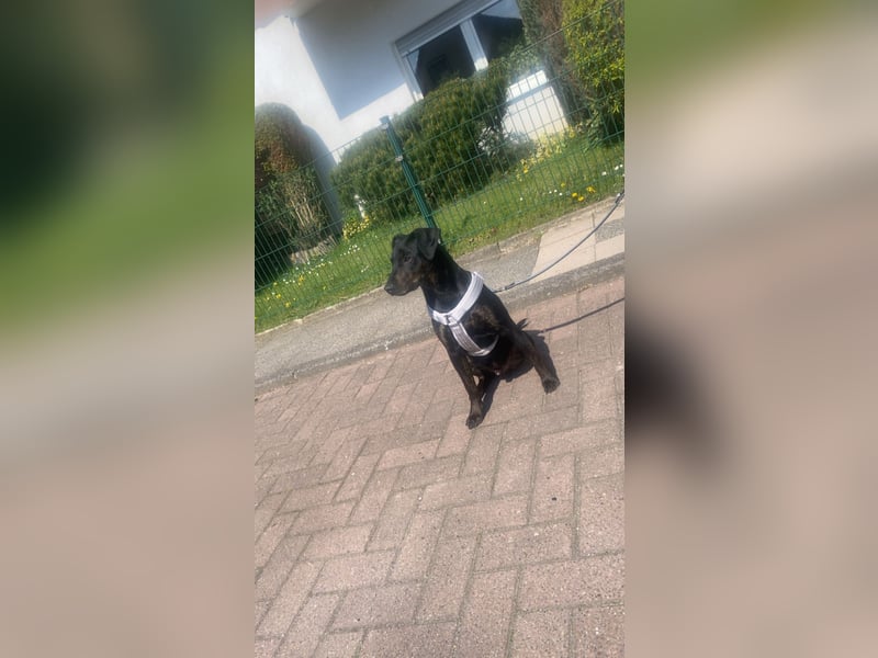 Schweren Herzens in liebevolle Hände abzugeben