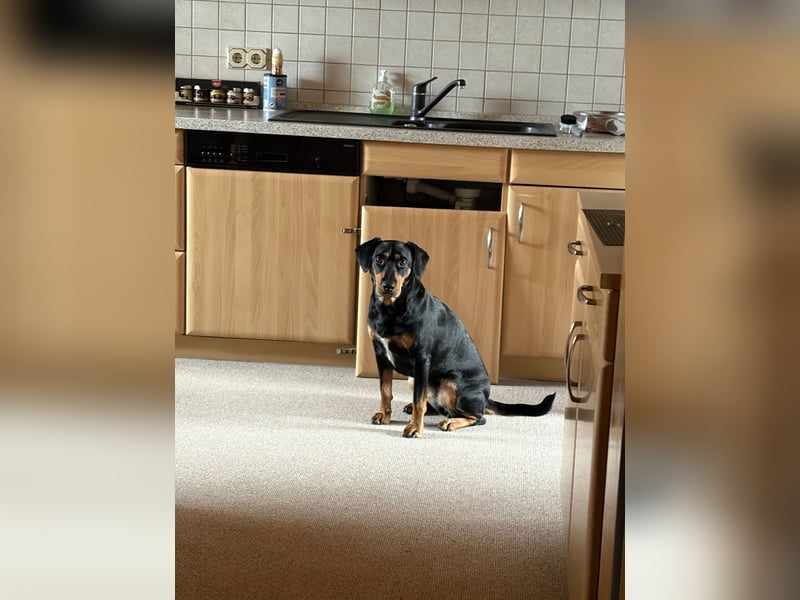 Deutscher Pinscher Mischling sucht Zuhause