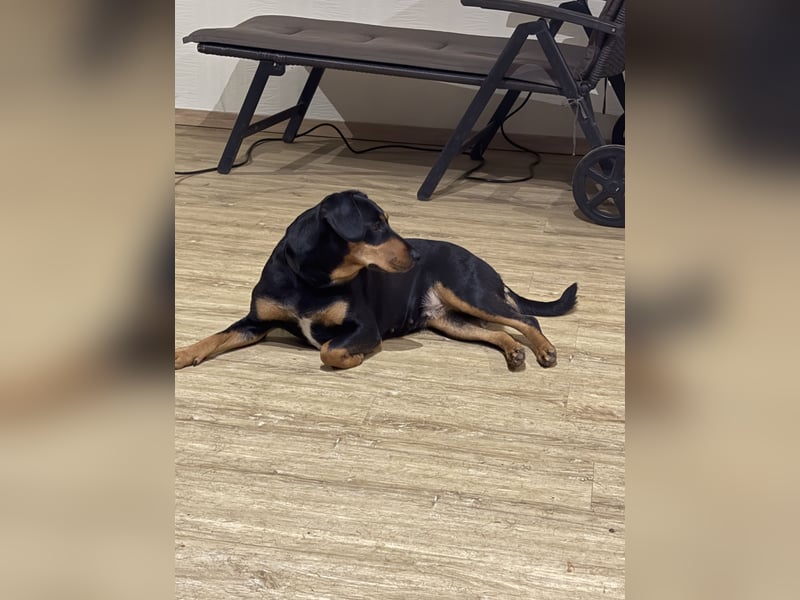 Deutscher Pinscher Mischling sucht Zuhause