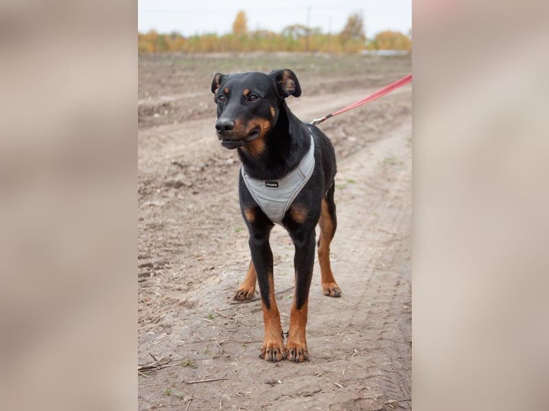 Aufmerksamer BOB sucht eine aktive Familie