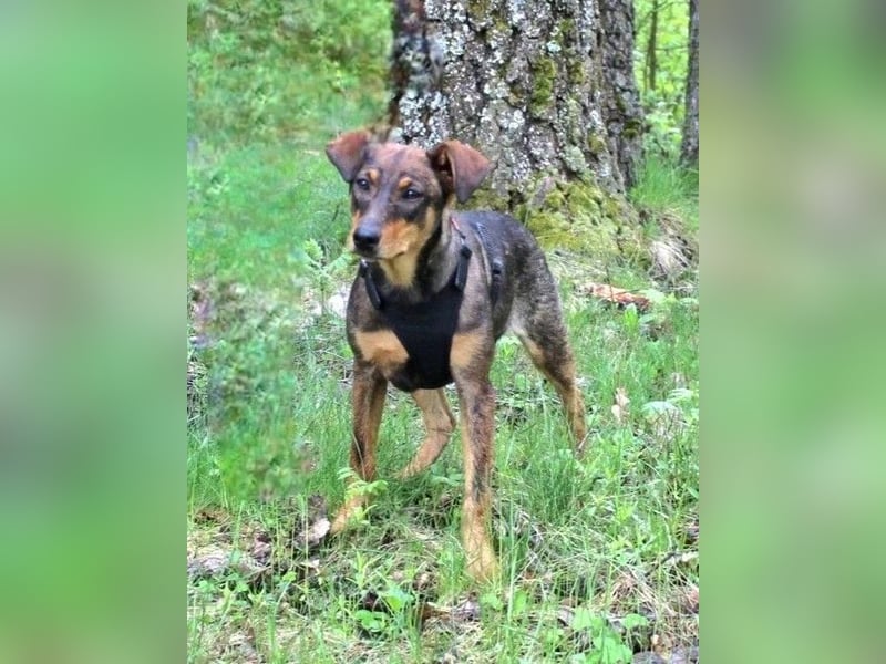 Lustige BETA  sucht ein Zuhause