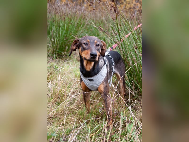 Ausgeglichener BRUNO sucht eine Familie