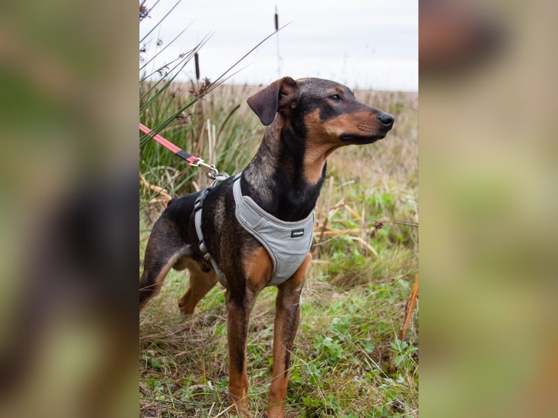 Ausgeglichener BRUNO sucht eine Familie