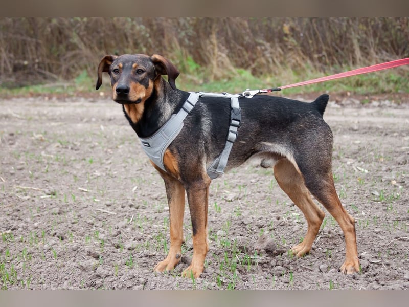 Ausgeglichener BRUNO sucht eine Familie