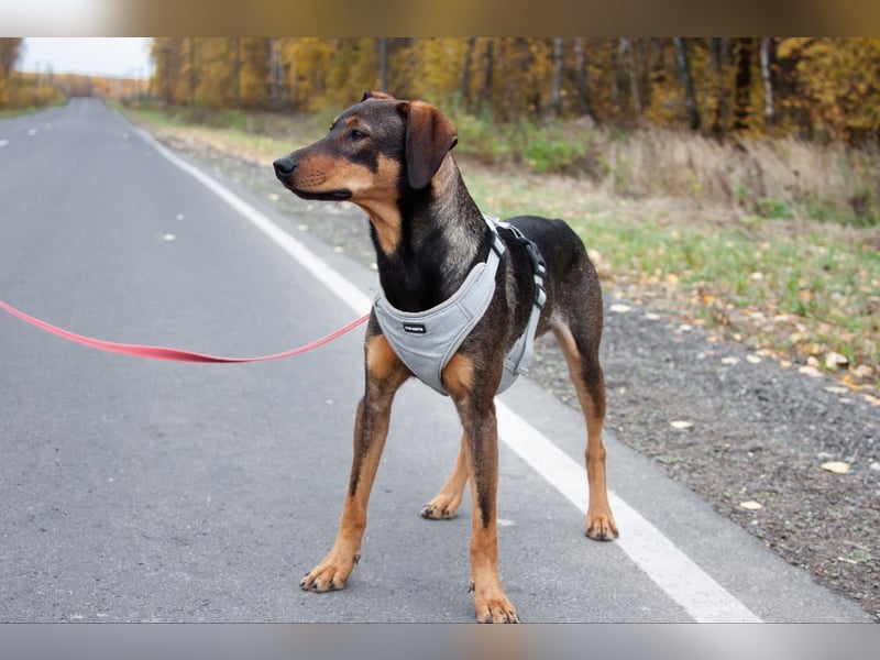 Ausgeglichener BRUNO sucht eine Familie