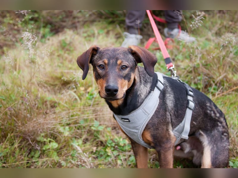 Ausgeglichener BRUNO sucht eine Familie
