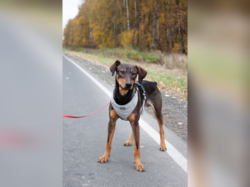 Ausgeglichener BRUNO sucht eine Familie