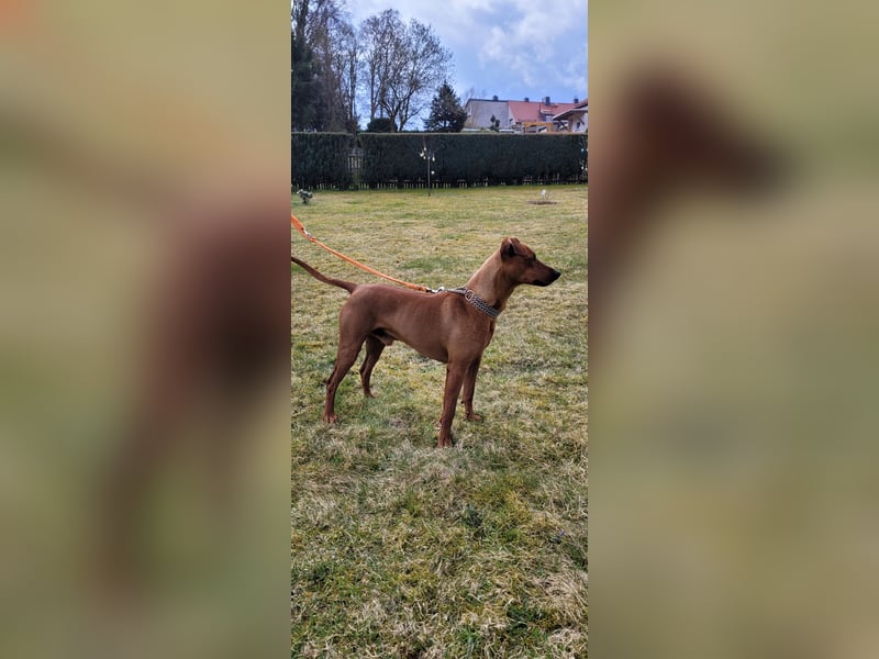 +++ Deutscher Pinscher Deckrüde - Rüde rot +++