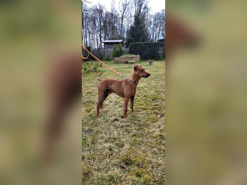 +++ Deutscher Pinscher Deckrüde - Rüde rot +++
