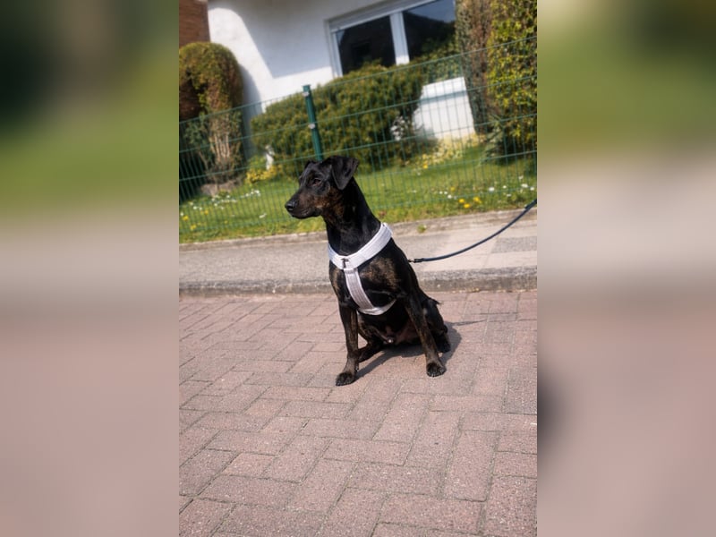 Enzo sucht ein neues Zuhause