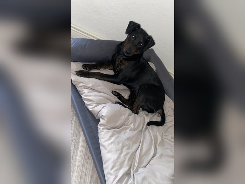Enzo sucht ein neues Zuhause