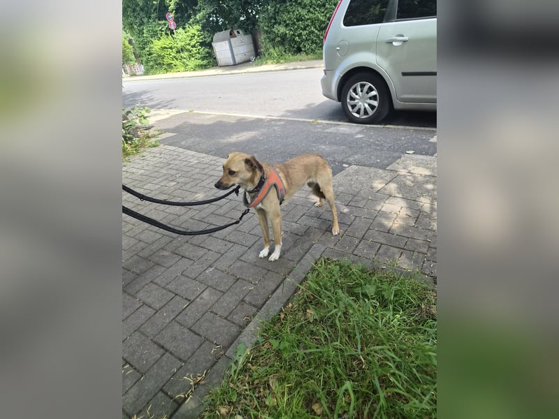 Nanni, kleiner Pinscher Mix Hündin