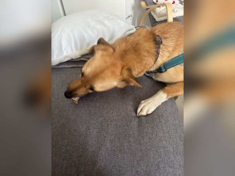 Nanni, kleiner Pinscher Mix Hündin