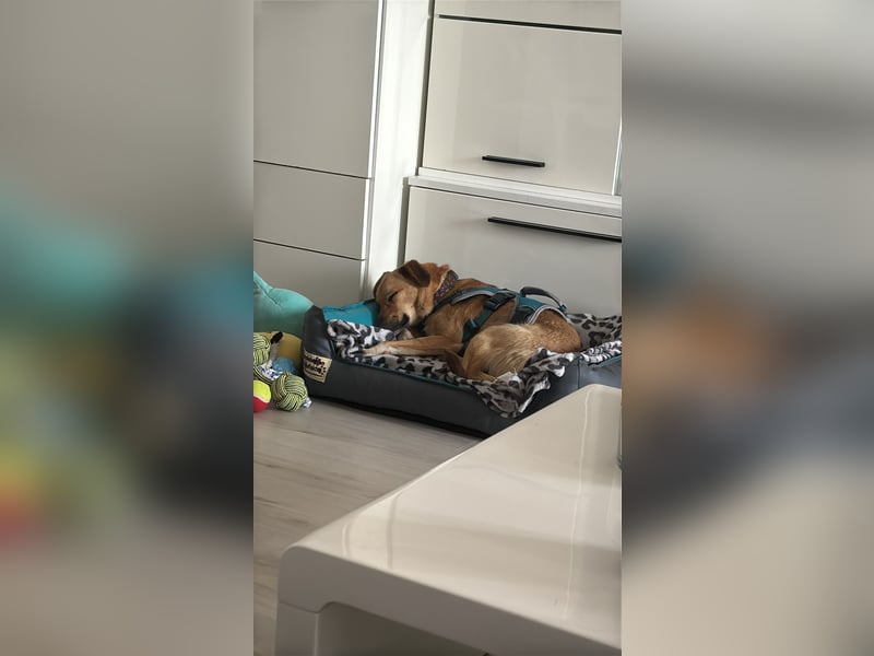 Nanni, kleiner Pinscher Mix Hündin
