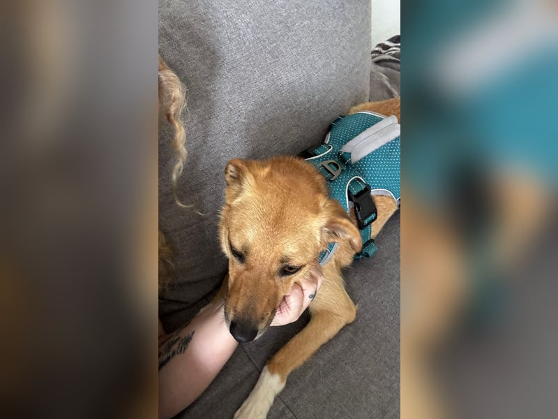 Nanni, kleiner Pinscher Mix Hündin