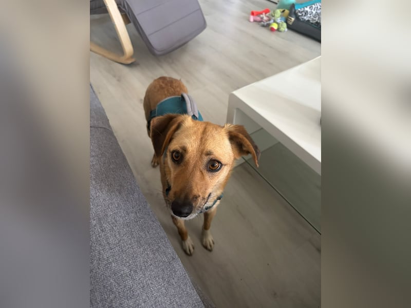 Nanni, kleiner Pinscher Mix Hündin