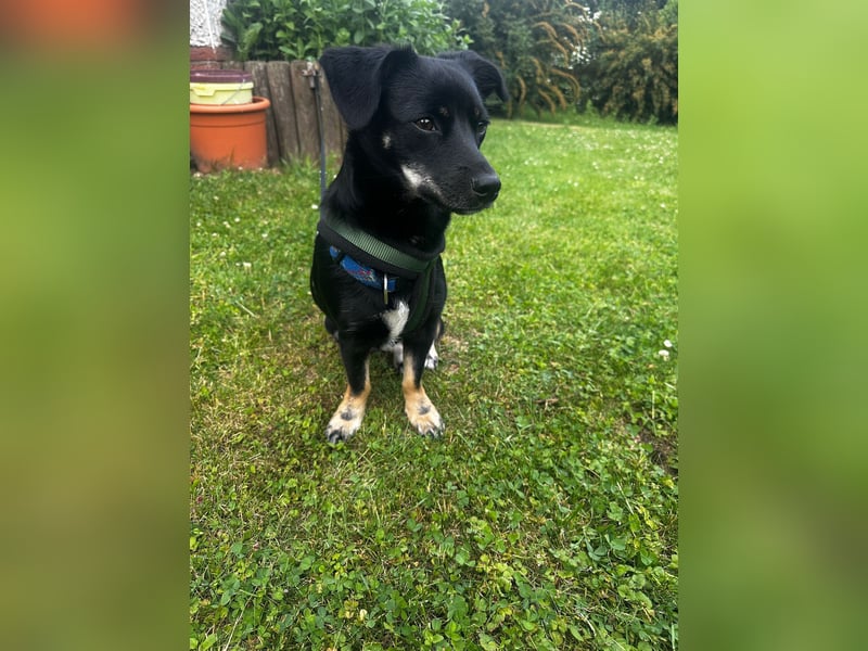 Deutscher Pinscher Mädchen sucht liebevolles Zuhause