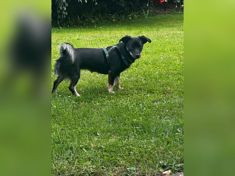 Deutscher Pinscher Mädchen sucht liebevolles Zuhause