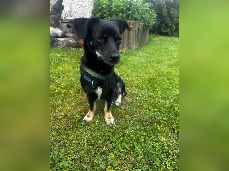 Deutscher Pinscher Mädchen sucht liebevolles Zuhause
