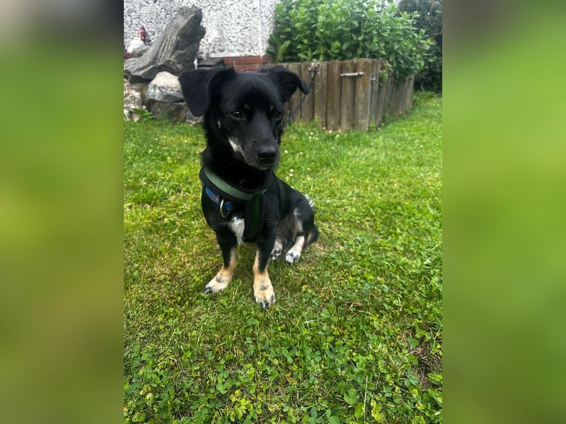 Deutscher Pinscher Mädchen sucht liebevolles Zuhause