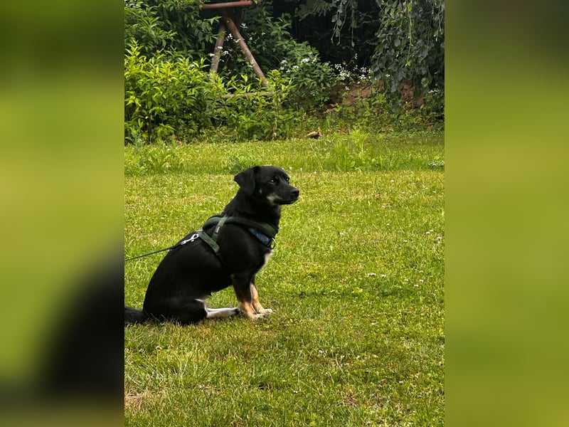 Deutscher Pinscher Mädchen sucht liebevolles Zuhause