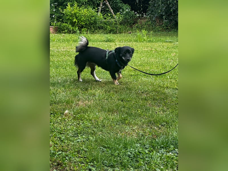 Deutscher Pinscher Mädchen sucht liebevolles Zuhause