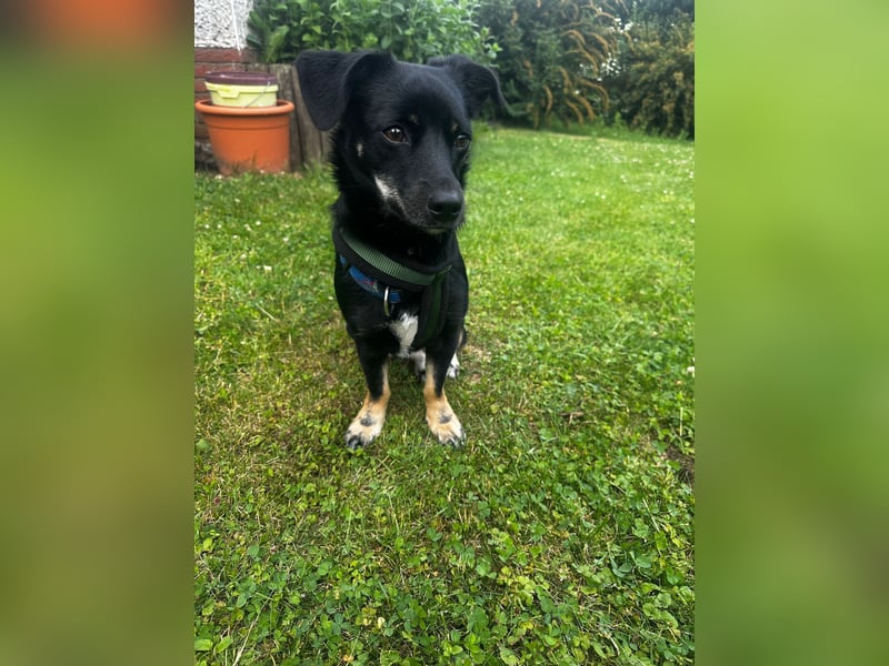 Deutscher Pinscher Mädchen sucht liebevolles Zuhause