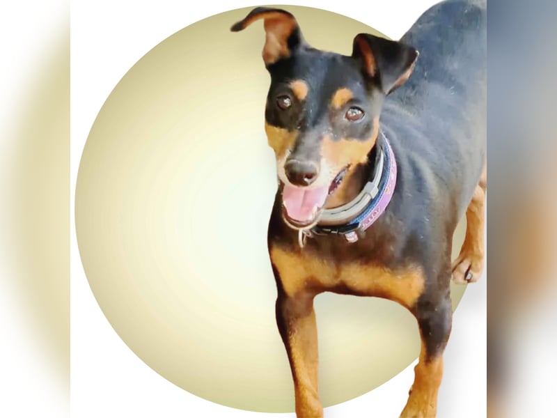 Rosquito, aufgeweckt und freundlich