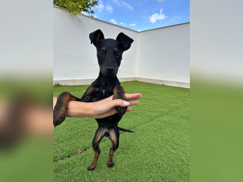 Pluto, aufmerksam und zuckersüß