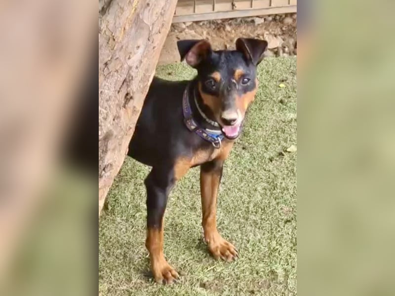 Rosquito, aufgeweckt und freundlich