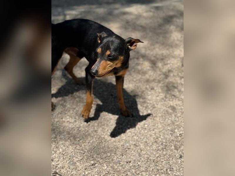 Raspa, muss noch Vertrauen fassen