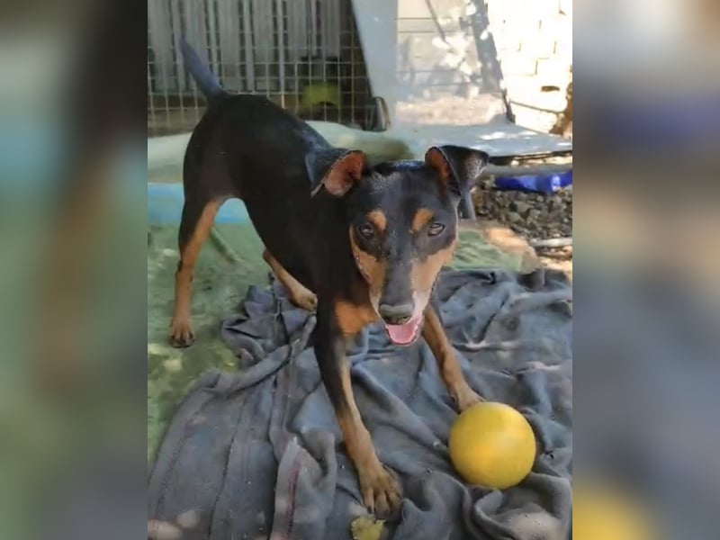 Rosquito, aufgeweckt und freundlich