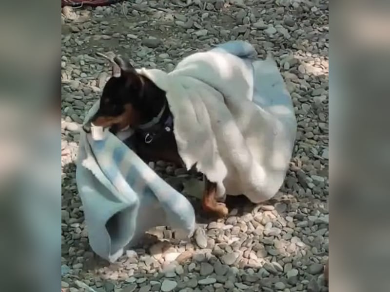 Rosquito, aufgeweckt und freundlich