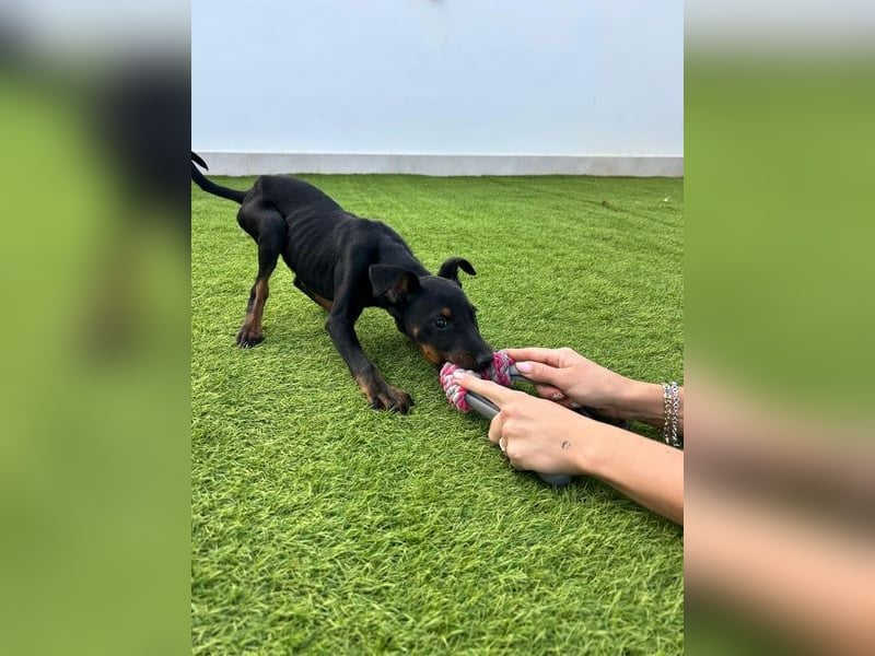 Pluto, freundlich offen und sozial