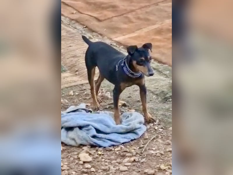 Rosquito, aufgeweckt und freundlich