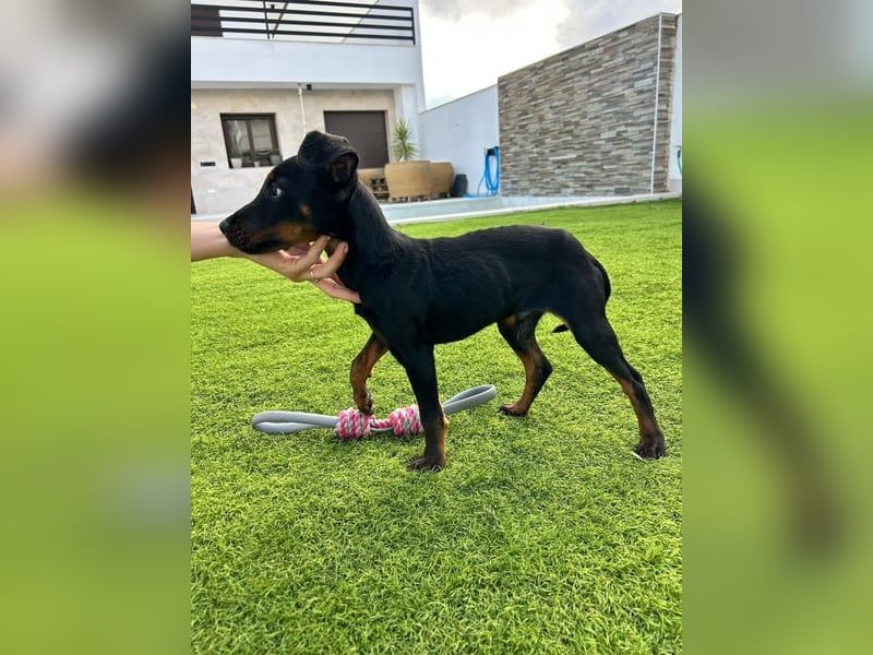 Pluto, freundlich offen und sozial