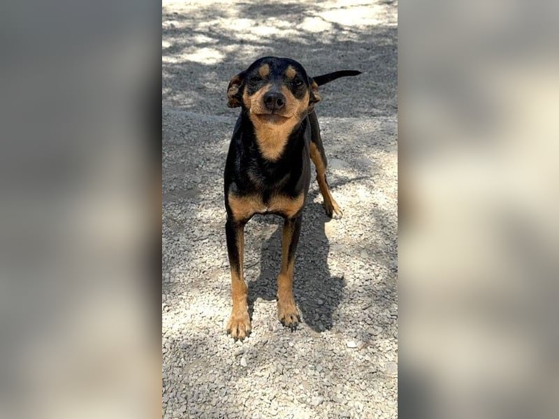 Raspa, muss noch Vertrauen fassen