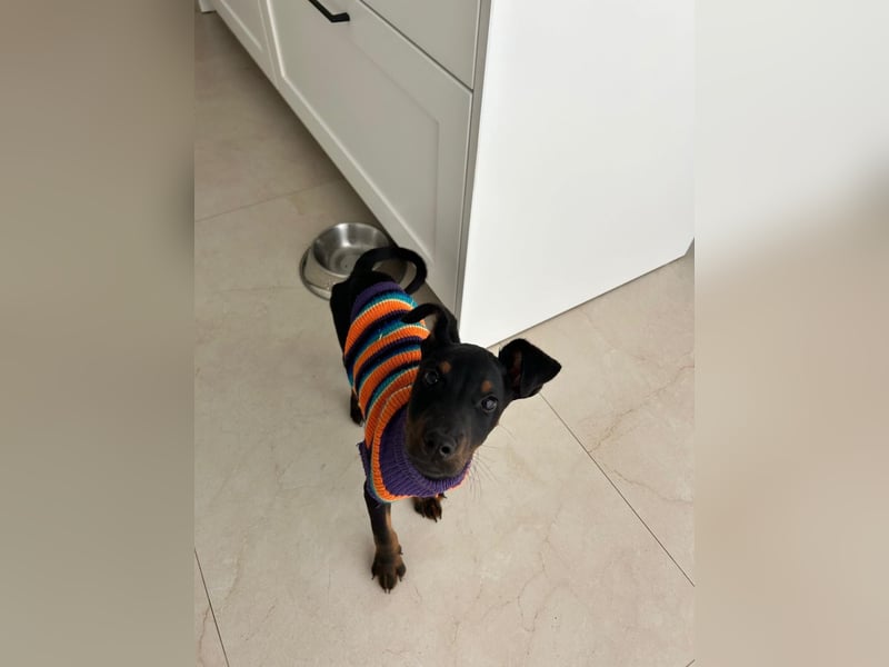 Pluto, aufmerksam und zuckersüß