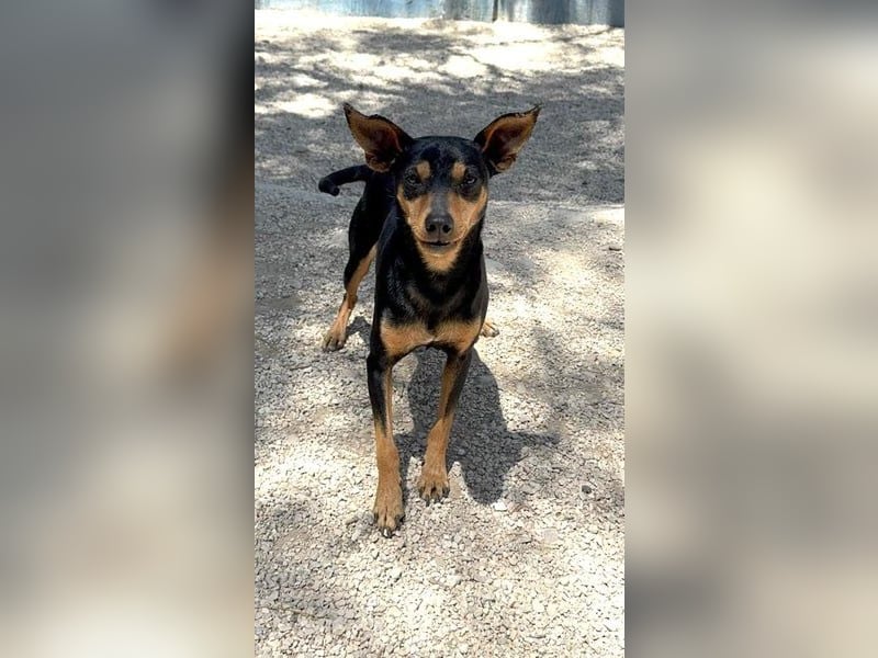 Raspa, muss noch Vertrauen fassen