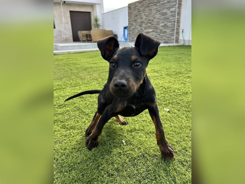 Pluto, aufmerksam und zuckersüß