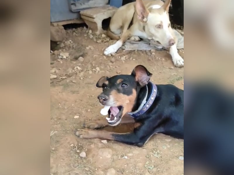 Rosquito, aufgeweckt und freundlich